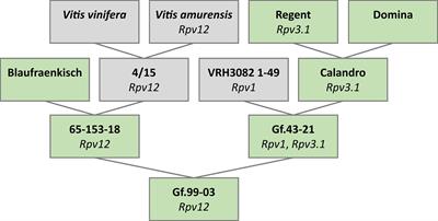 Phased grapevine genome sequence of an Rpv12 carrier for biotechnological exploration of resistance to Plasmopara viticola